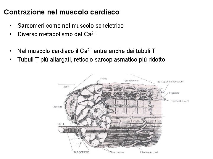 Contrazione nel muscolo cardiaco • Sarcomeri come nel muscolo scheletrico • Diverso metabolismo del
