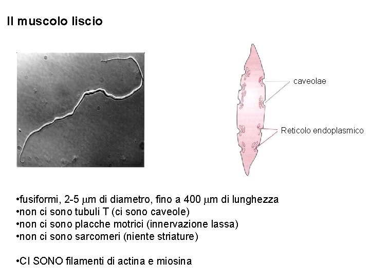 Il muscolo liscio caveolae Reticolo endoplasmico • fusiformi, 2 -5 mm di diametro, fino