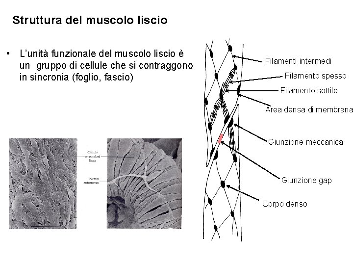 Struttura del muscolo liscio • L’unità funzionale del muscolo liscio è un gruppo di