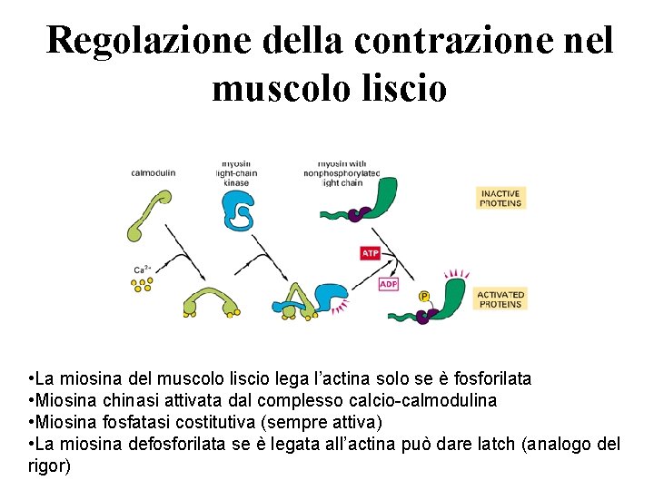 Regolazione della contrazione nel muscolo liscio • La miosina del muscolo liscio lega l’actina