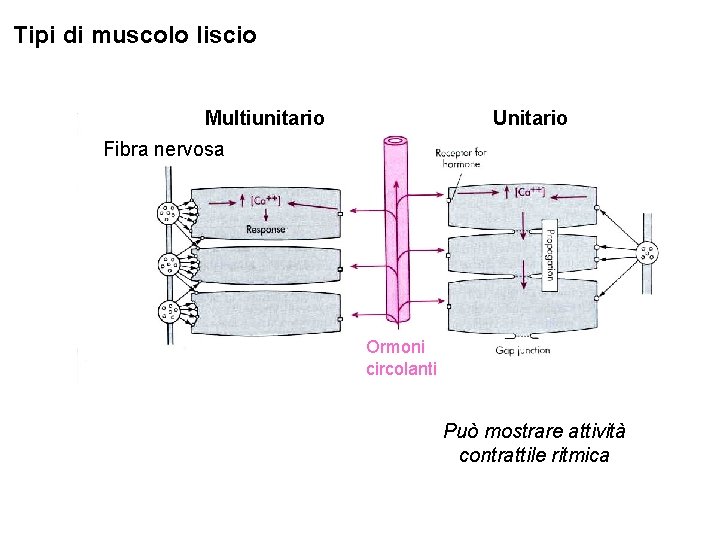 Tipi di muscolo liscio Multiunitario Unitario Fibra nervosa Ormoni circolanti Può mostrare attività contrattile