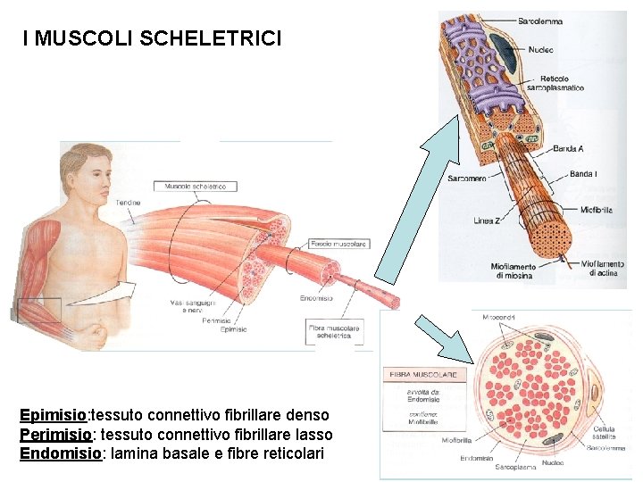 I MUSCOLI SCHELETRICI Epimisio: tessuto connettivo fibrillare denso Perimisio: tessuto connettivo fibrillare lasso Endomisio: