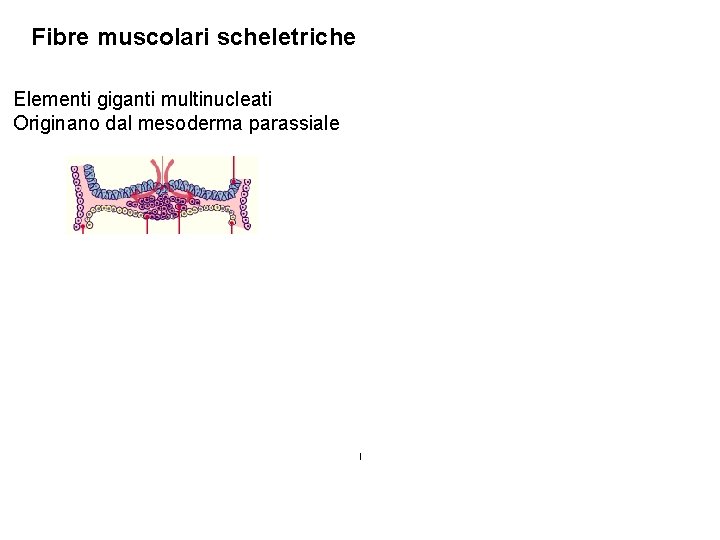 Fibre muscolari scheletriche Elementi giganti multinucleati Originano dal mesoderma parassiale Mioblasto nucleo Miotubo A.