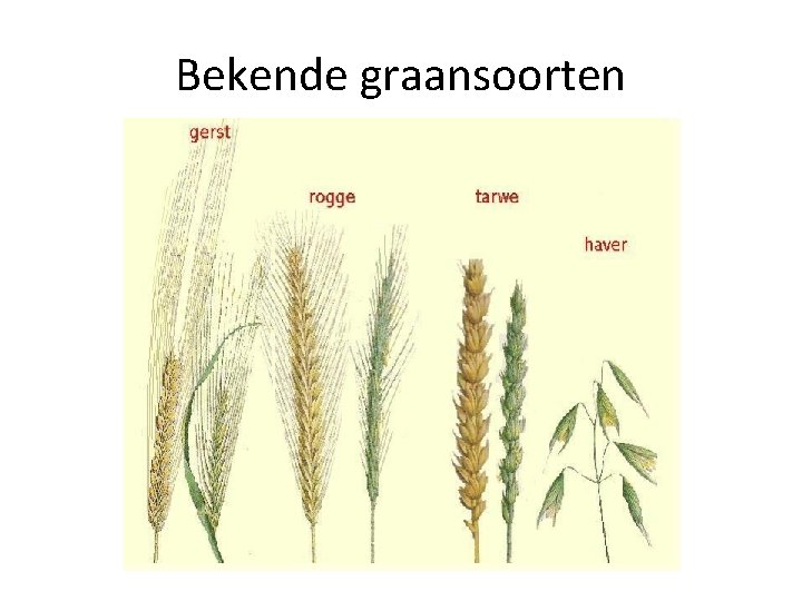 Bekende graansoorten 