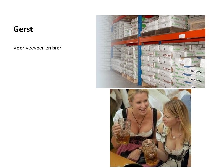 Gerst Voor veevoer en bier 