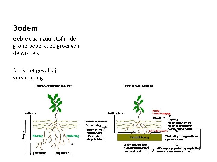 Bodem Gebrek aan zuurstof in de grond beperkt de groei van de wortels Dit