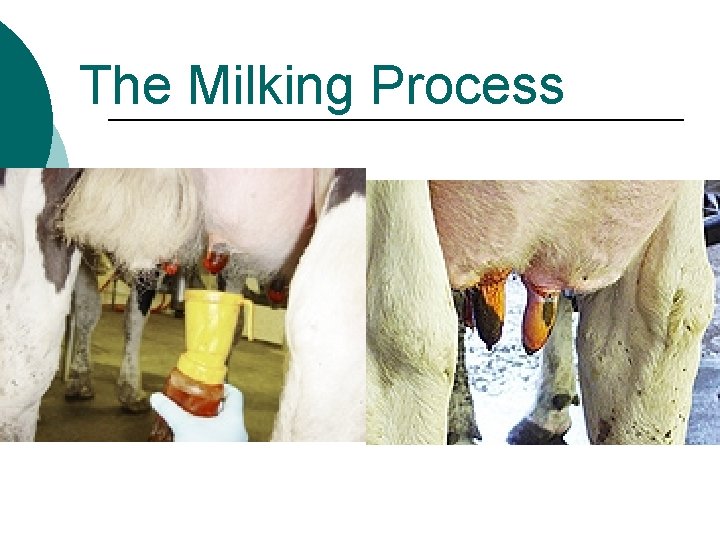 The Milking Process 