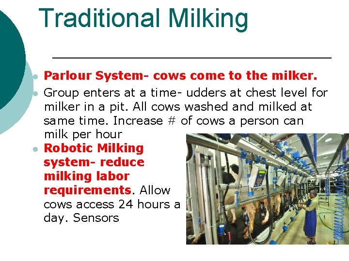 Traditional Milking l l l Parlour System- cows come to the milker. Group enters