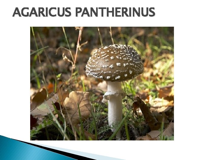 AGARICUS PANTHERINUS 