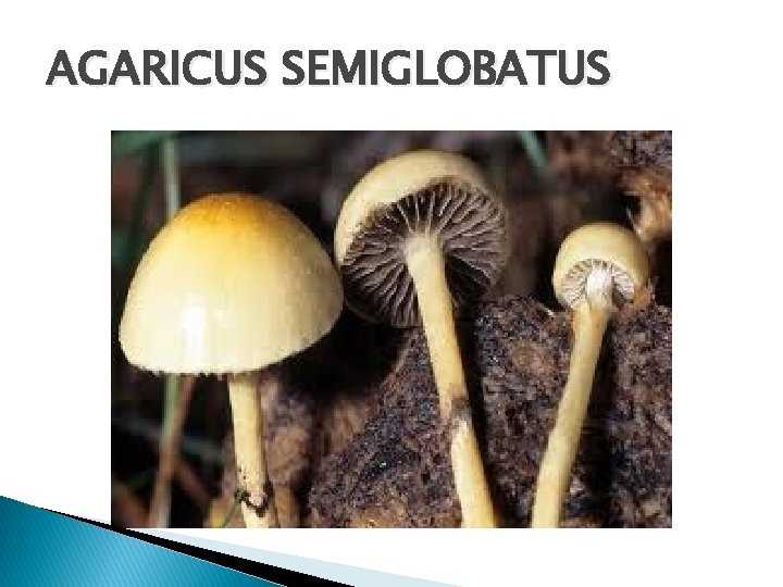 AGARICUS SEMIGLOBATUS 