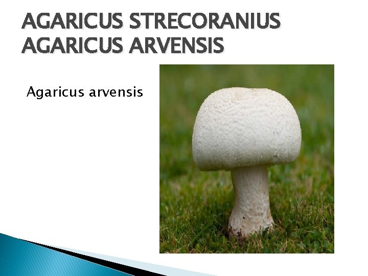 AGARICUS STRECORANIUS AGARICUS ARVENSIS Agaricus arvensis 