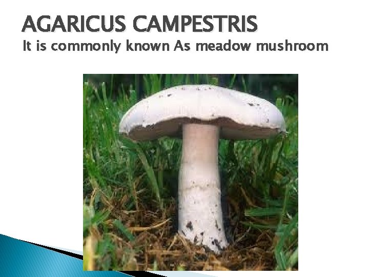 AGARICUS CAMPESTRIS It is commonly known As meadow mushroom 