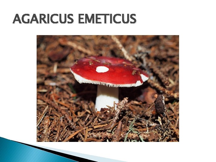 AGARICUS EMETICUS 