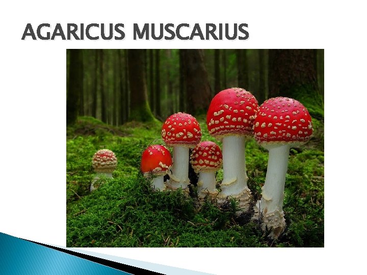 AGARICUS MUSCARIUS 