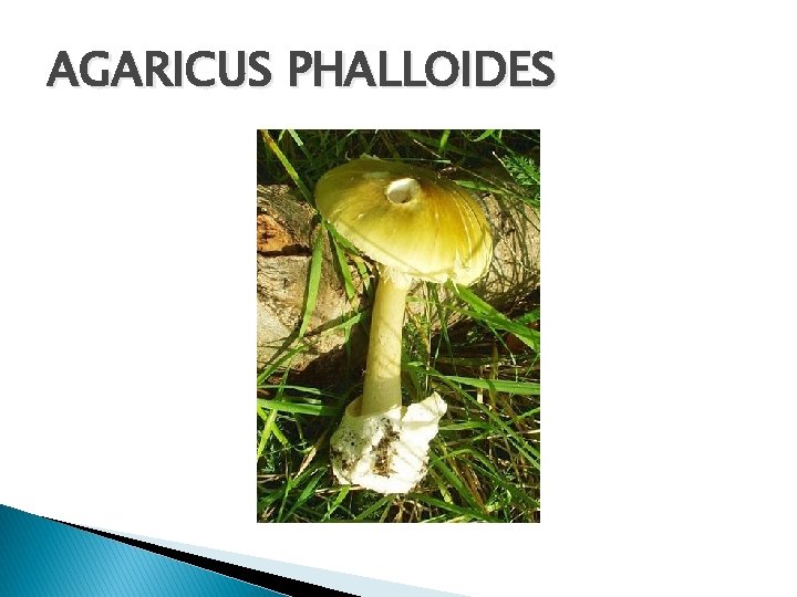 AGARICUS PHALLOIDES 