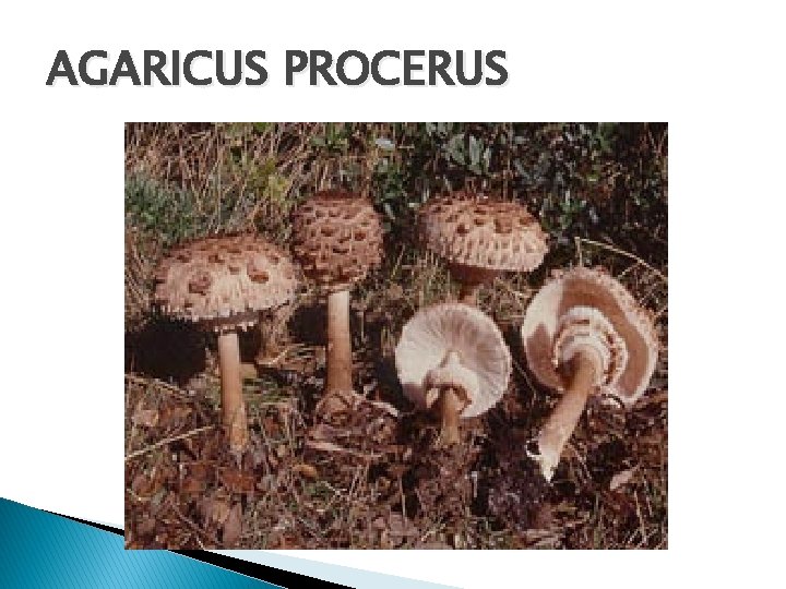 AGARICUS PROCERUS 