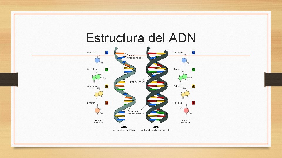 Estructura del ADN 