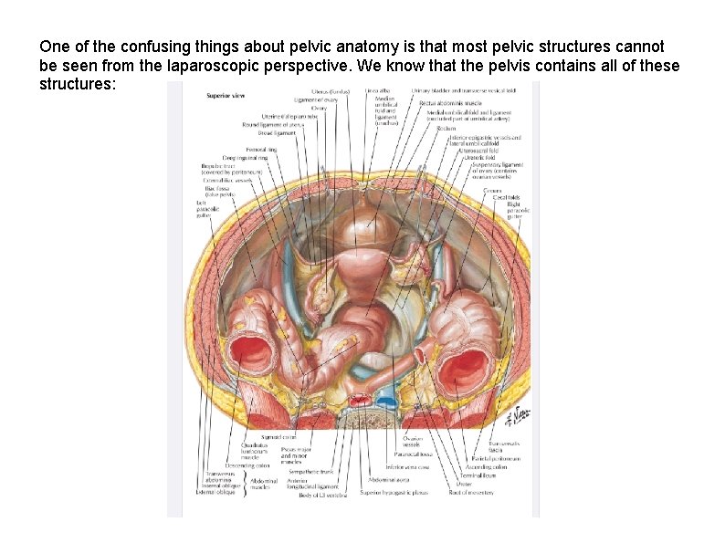 One of the confusing things about pelvic anatomy is that most pelvic structures cannot