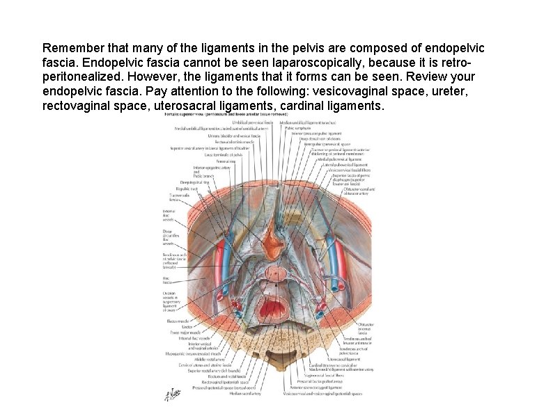 Remember that many of the ligaments in the pelvis are composed of endopelvic fascia.