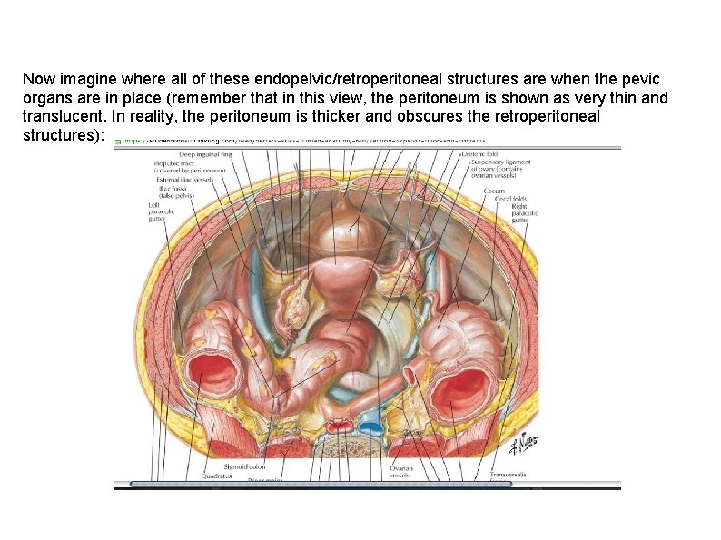 Now imagine where all of these endopelvic/retroperitoneal structures are when the pevic organs are