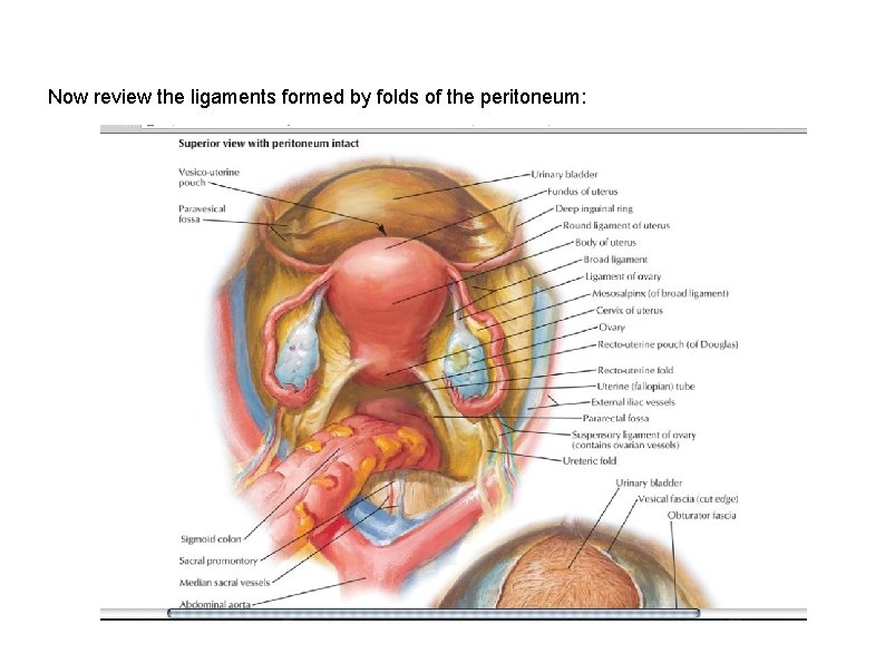 Now review the ligaments formed by folds of the peritoneum: 