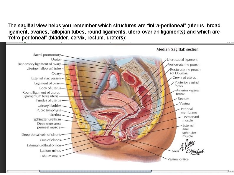 The sagittal view helps you remember which structures are “intra-peritoneal” (uterus, broad ligament, ovaries,