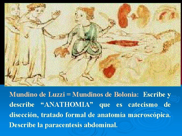 Edad Media Mundino de Luzzi = Mundinos de Bolonia: Escribe y describe “ANATHOMIA” que