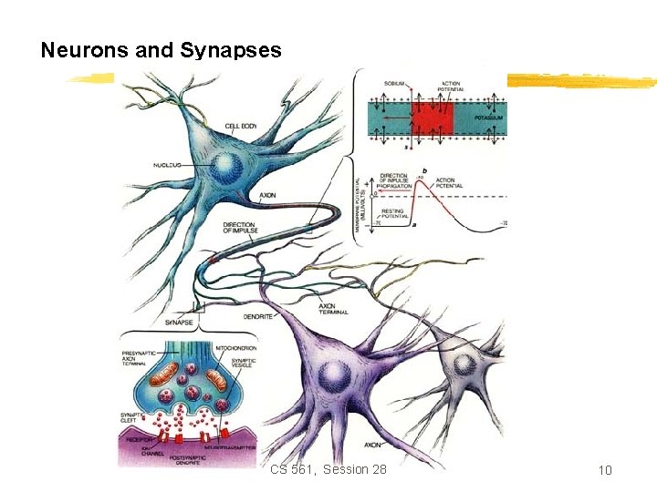 Neurons and Synapses CS 561, Session 28 10 