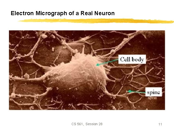 Electron Micrograph of a Real Neuron CS 561, Session 28 11 