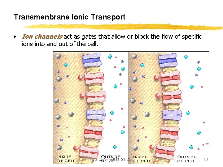 Transmenbrane Ionic Transport • Ion channels act as gates that allow or block the