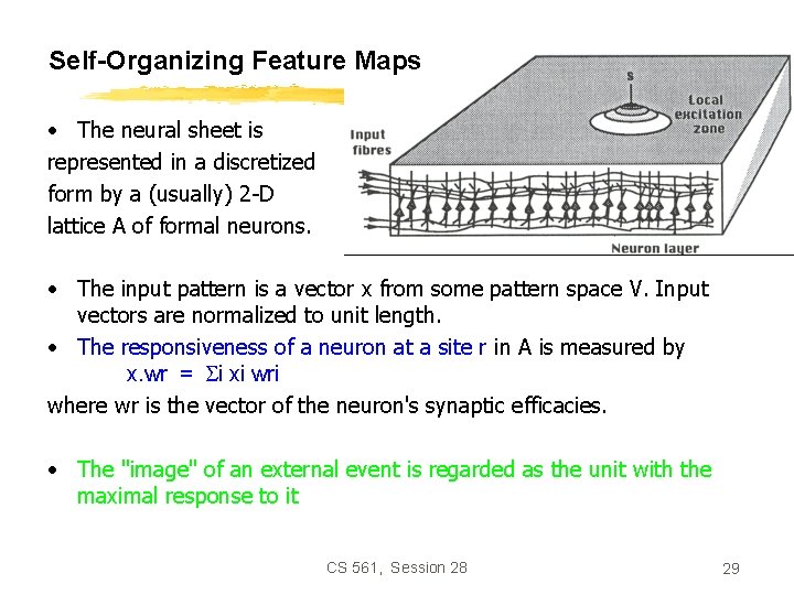Self-Organizing Feature Maps • The neural sheet is represented in a discretized form by