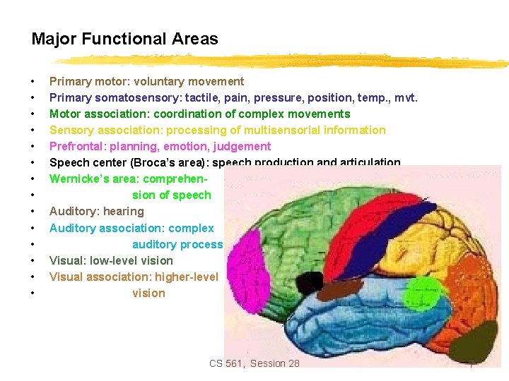 Major Functional Areas • • • • Primary motor: voluntary movement Primary somatosensory: tactile,