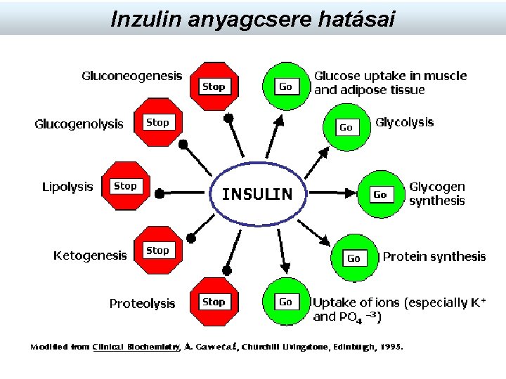 inzulin hatása