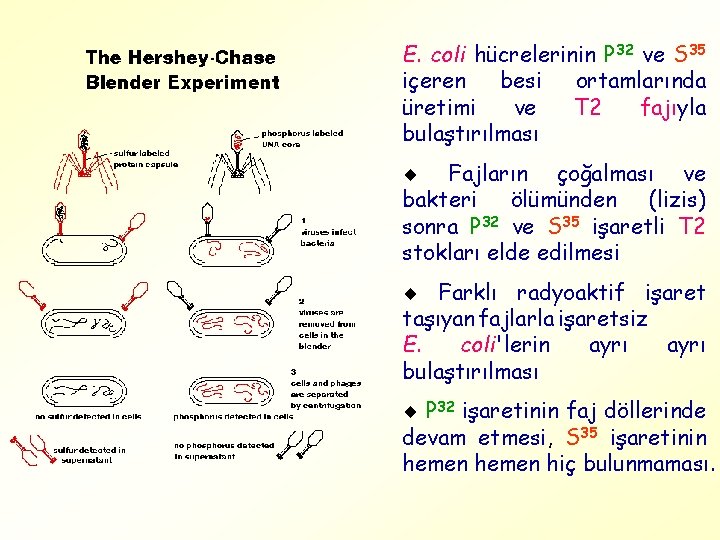 E. coli hücrelerinin P 32 ve S 35 içeren besi ortamlarında üretimi ve T