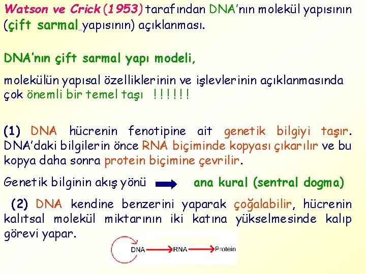 Watson ve Crick (1953) tarafından DNA’nın molekül yapısının (çift sarmal yapısının) açıklanması. DNA’nın çift