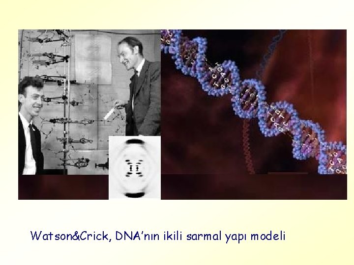 Watson&Crick, DNA’nın ikili sarmal yapı modeli 