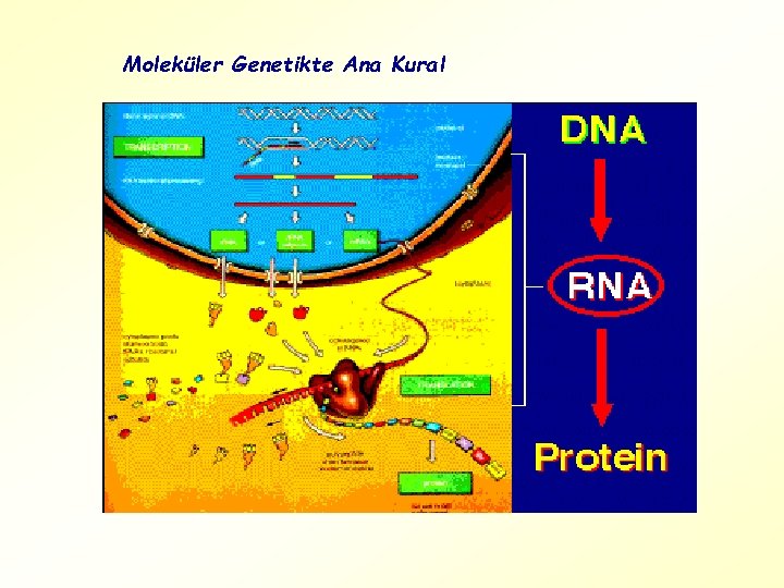 Moleküler Genetikte Ana Kural 