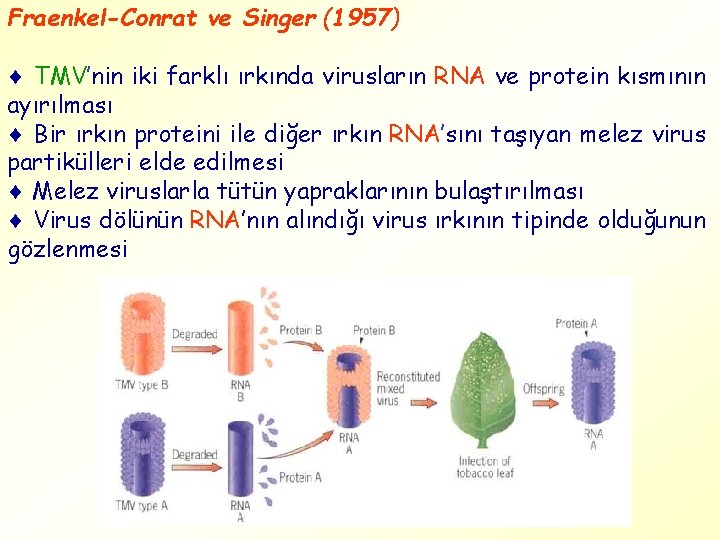 Fraenkel-Conrat ve Singer (1957) TMV’nin iki farklı ırkında virusların RNA ve protein kısmının ayırılması