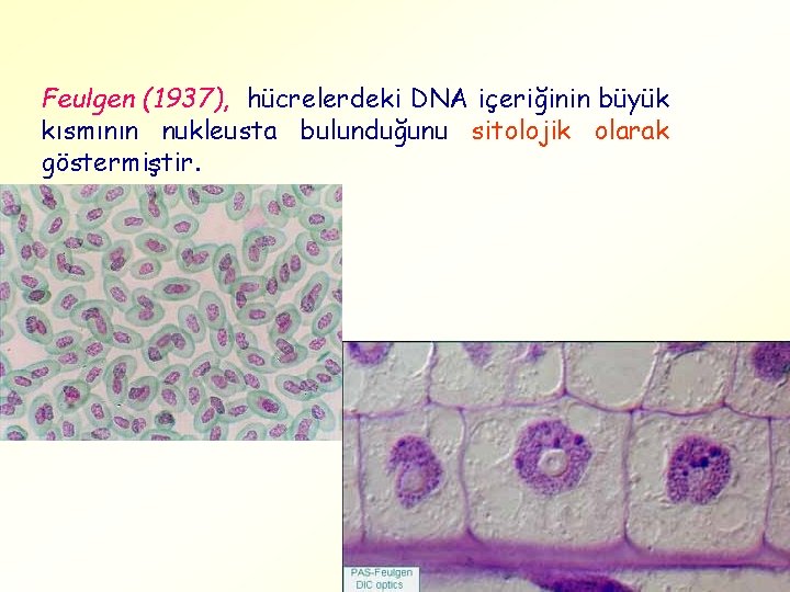 Feulgen (1937), hücrelerdeki DNA içeriğinin büyük kısmının nukleusta bulunduğunu sitolojik olarak göstermiştir. 