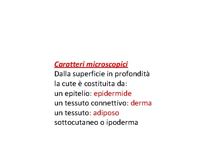 Caratteri microscopici Dalla superficie in profondità la cute è costituita da: un epitelio: epidermide