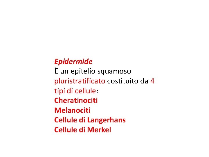Epidermide È un epitelio squamoso pluristratificato costituito da 4 tipi di cellule: Cheratinociti Melanociti