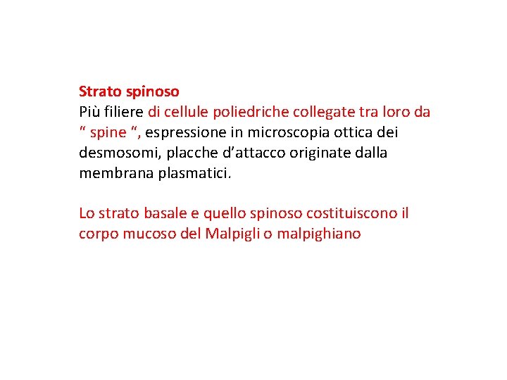 Strato spinoso Più filiere di cellule poliedriche collegate tra loro da “ spine “,