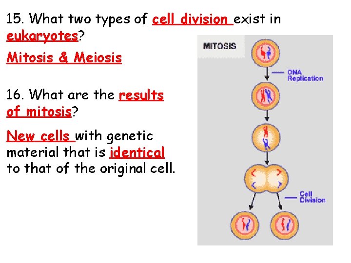 15. What two types of cell division exist in eukaryotes? Mitosis & Meiosis 16.