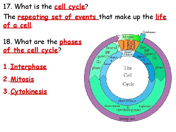 17. What is the cell cycle? The repeating set of events that make up