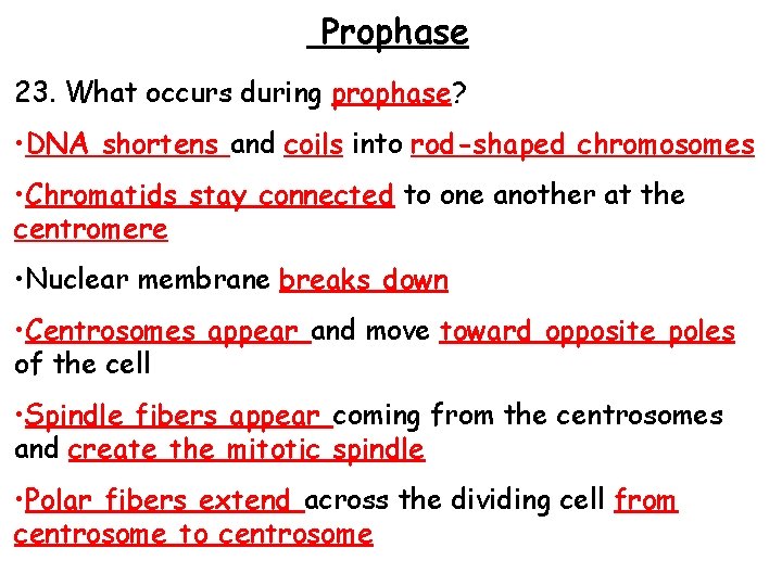 Prophase 23. What occurs during prophase? • DNA shortens and coils into rod-shaped chromosomes