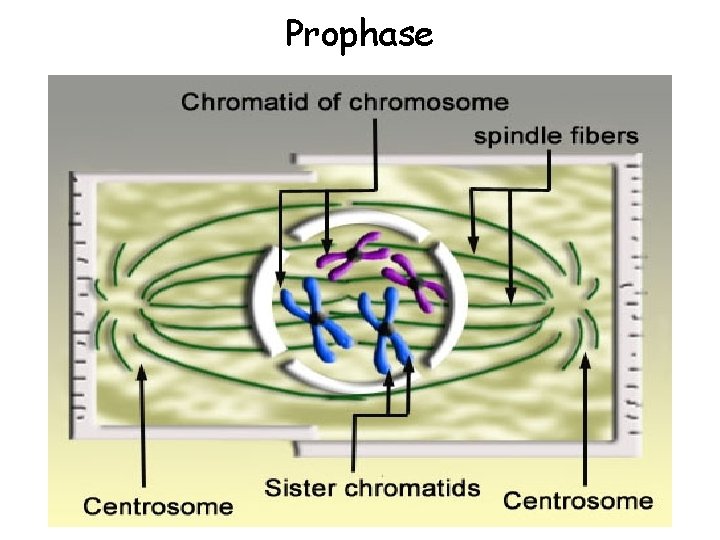 Prophase 