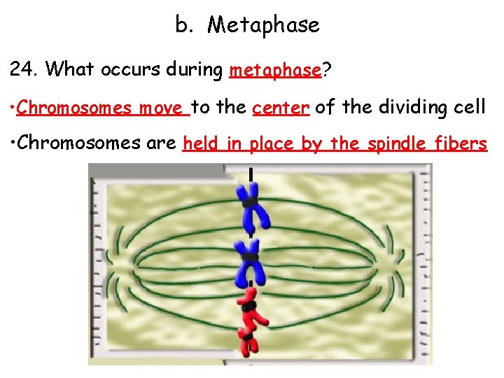 b. Metaphase 24. What occurs during metaphase? • Chromosomes move to the center of
