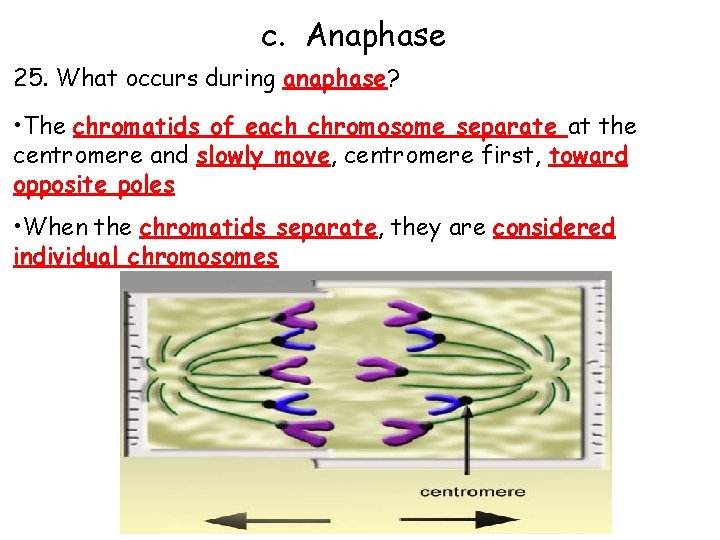 c. Anaphase 25. What occurs during anaphase? • The chromatids of each chromosome separate