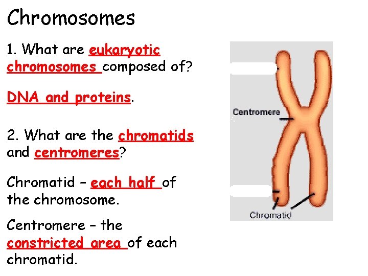Chromosomes 1. What are eukaryotic chromosomes composed of? DNA and proteins. 2. What are