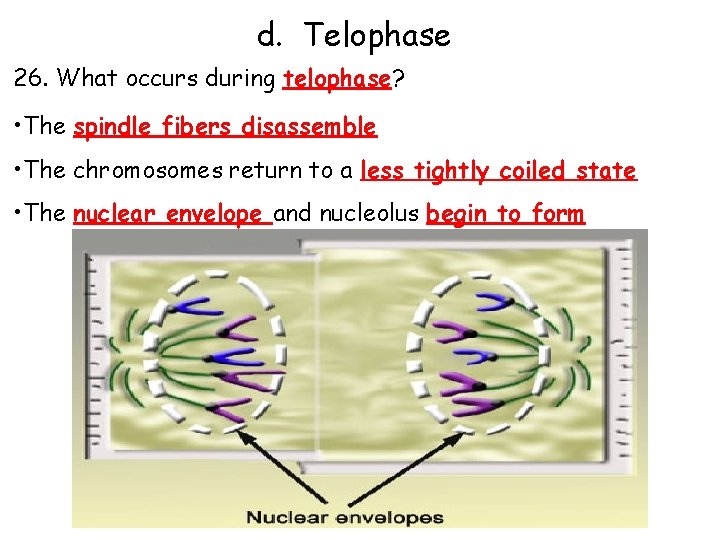 d. Telophase 26. What occurs during telophase? • The spindle fibers disassemble • The